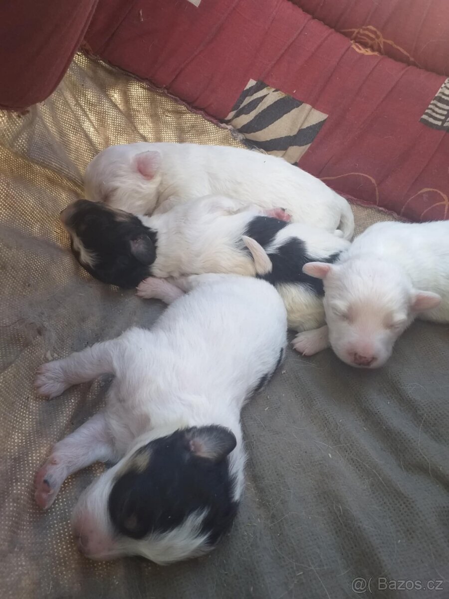Jack Russel