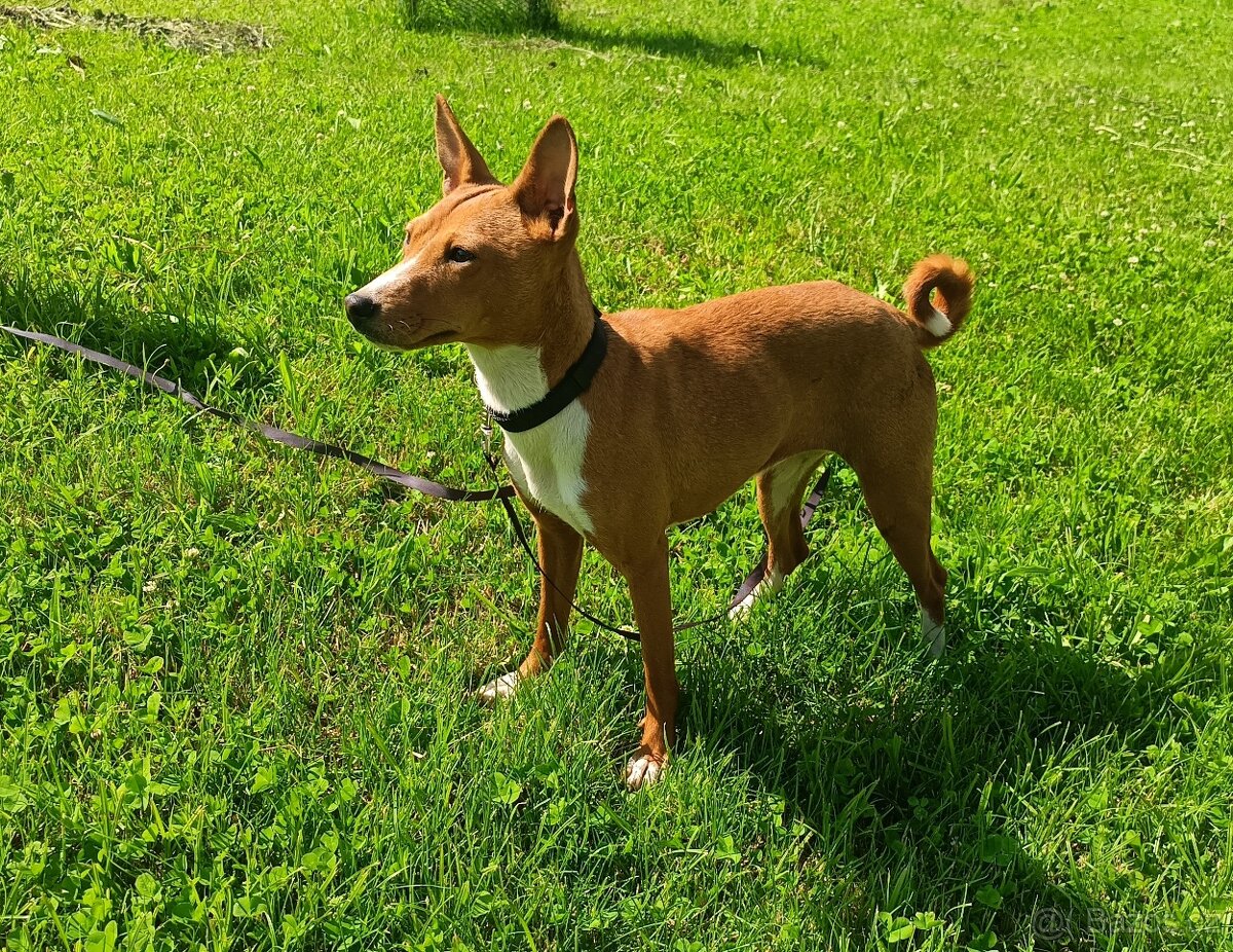 Basenji
