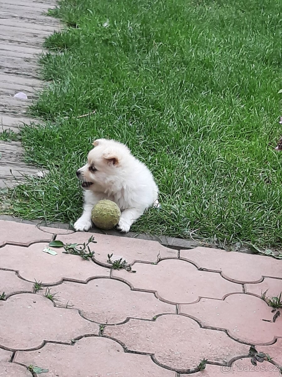 Německý špic fenečka