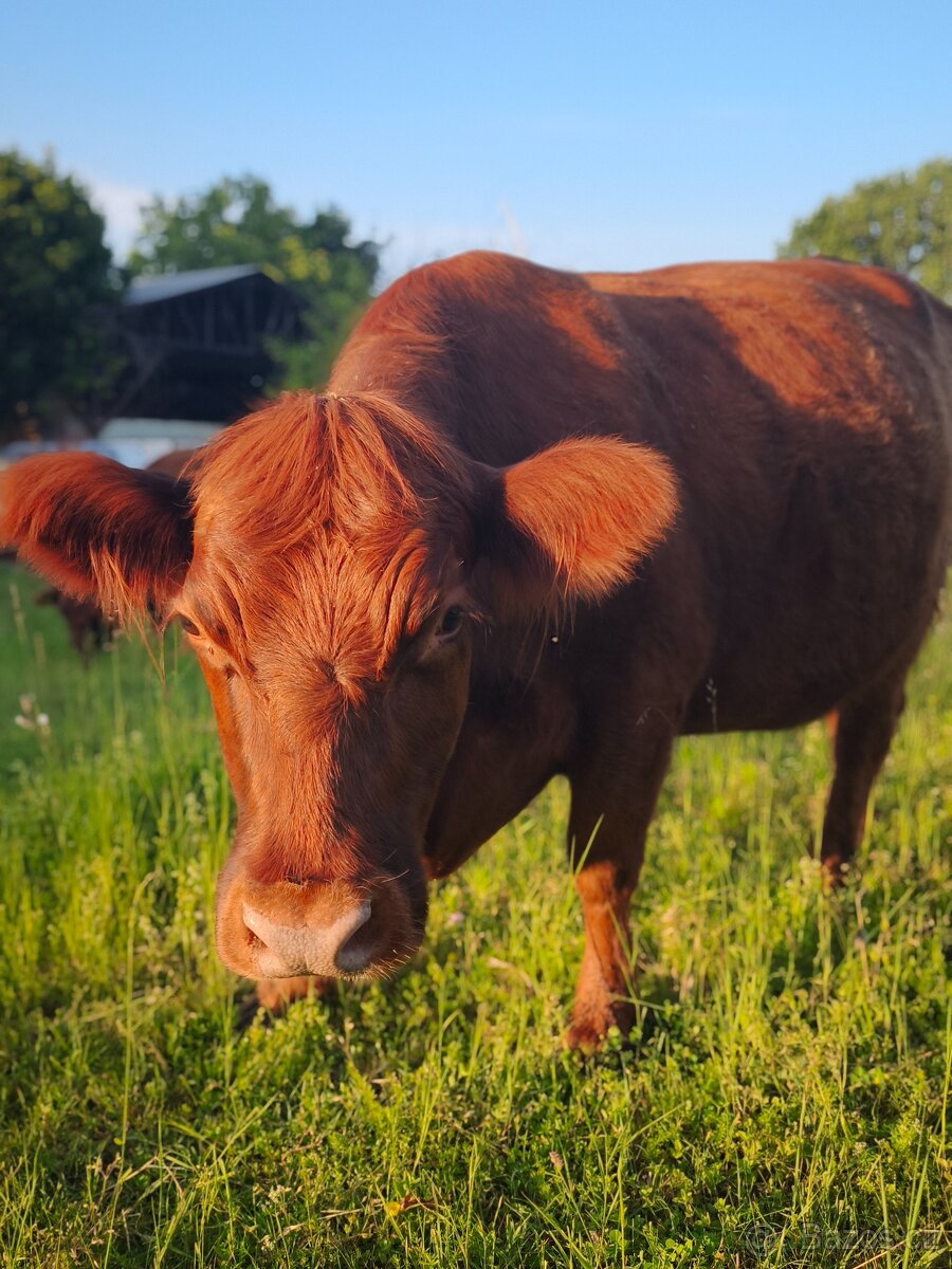 Aberdeen Angus, Highland