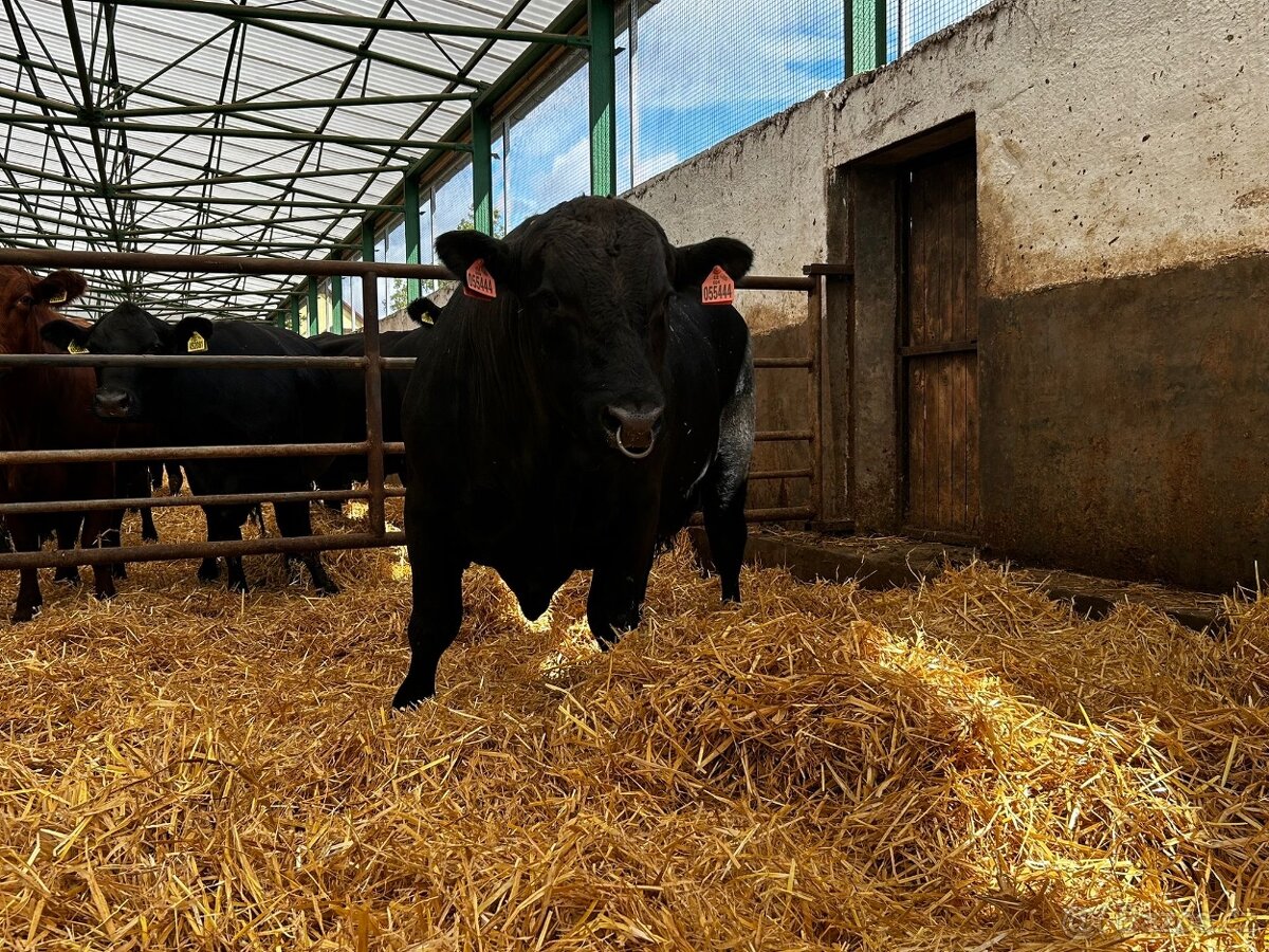 Plemenný býk Aberdeen Angus