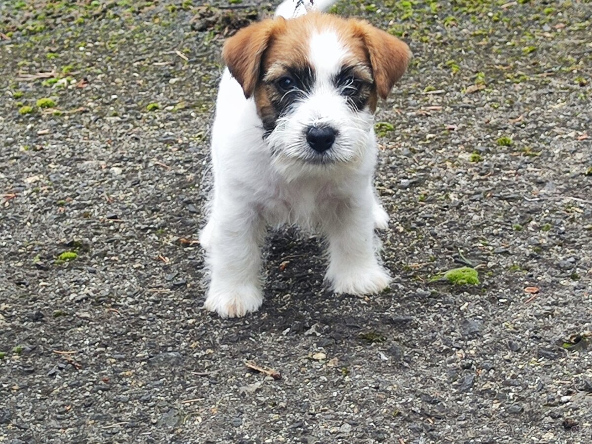 Jack Russell teriér ( Rusel teriér) s PP