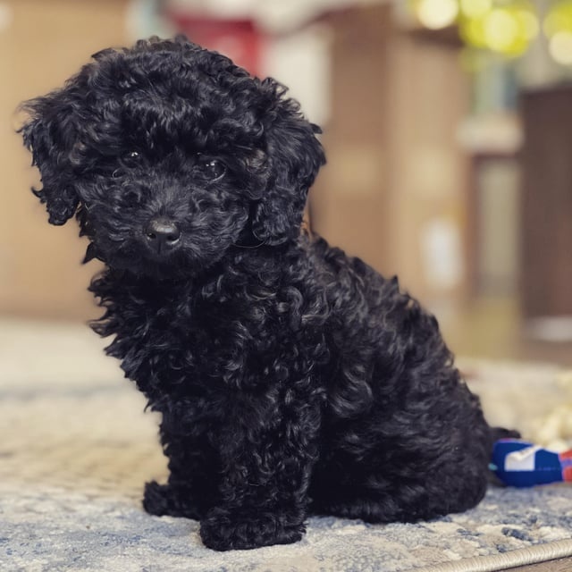 Maltipoo