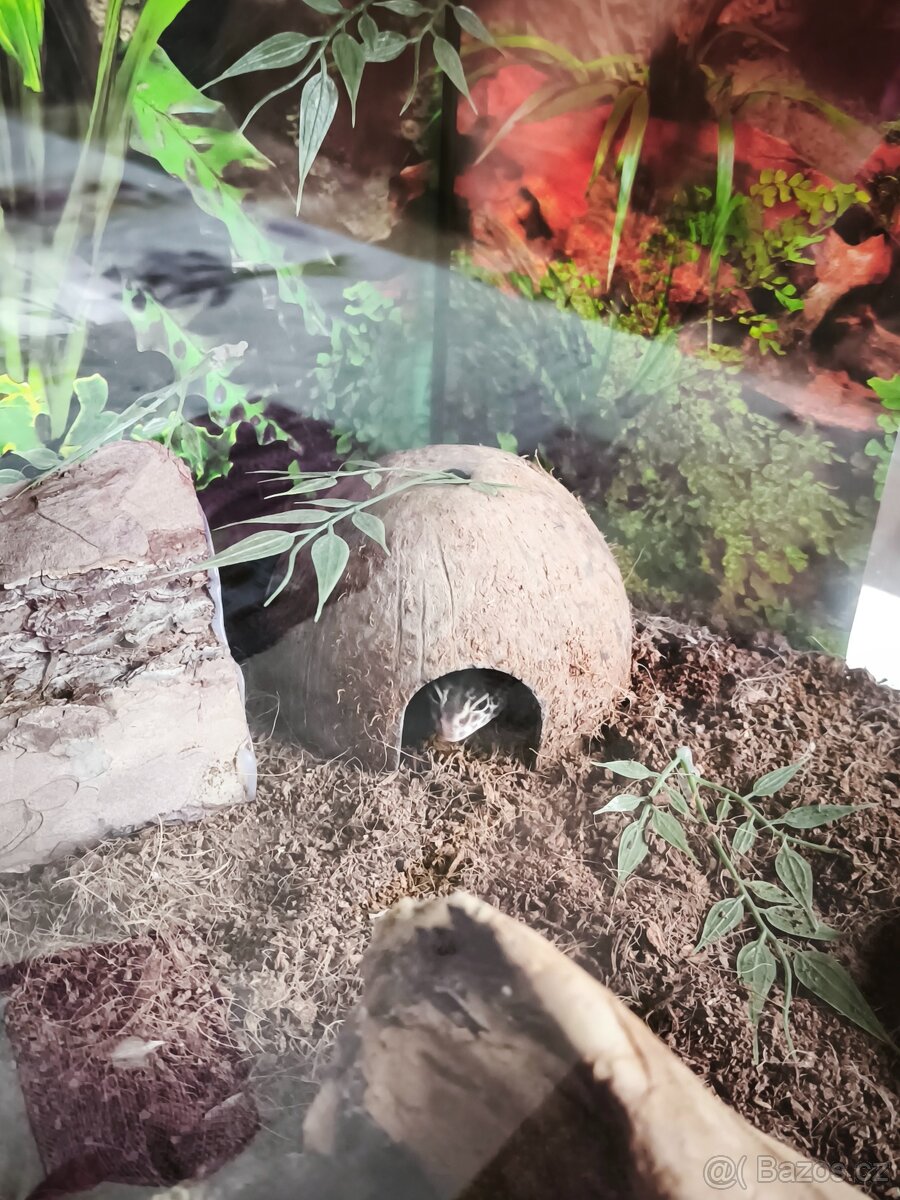 Geckon noční