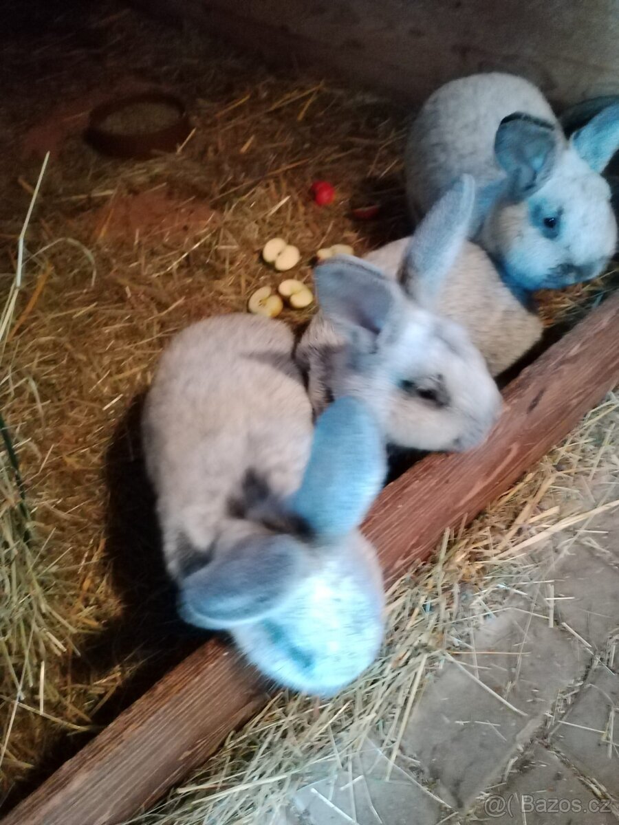 Králíci Vss