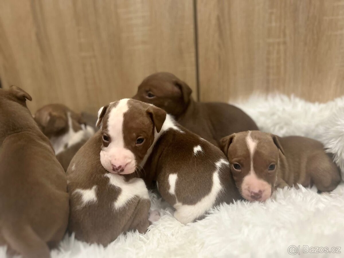 Americký pitbull teriér s PP