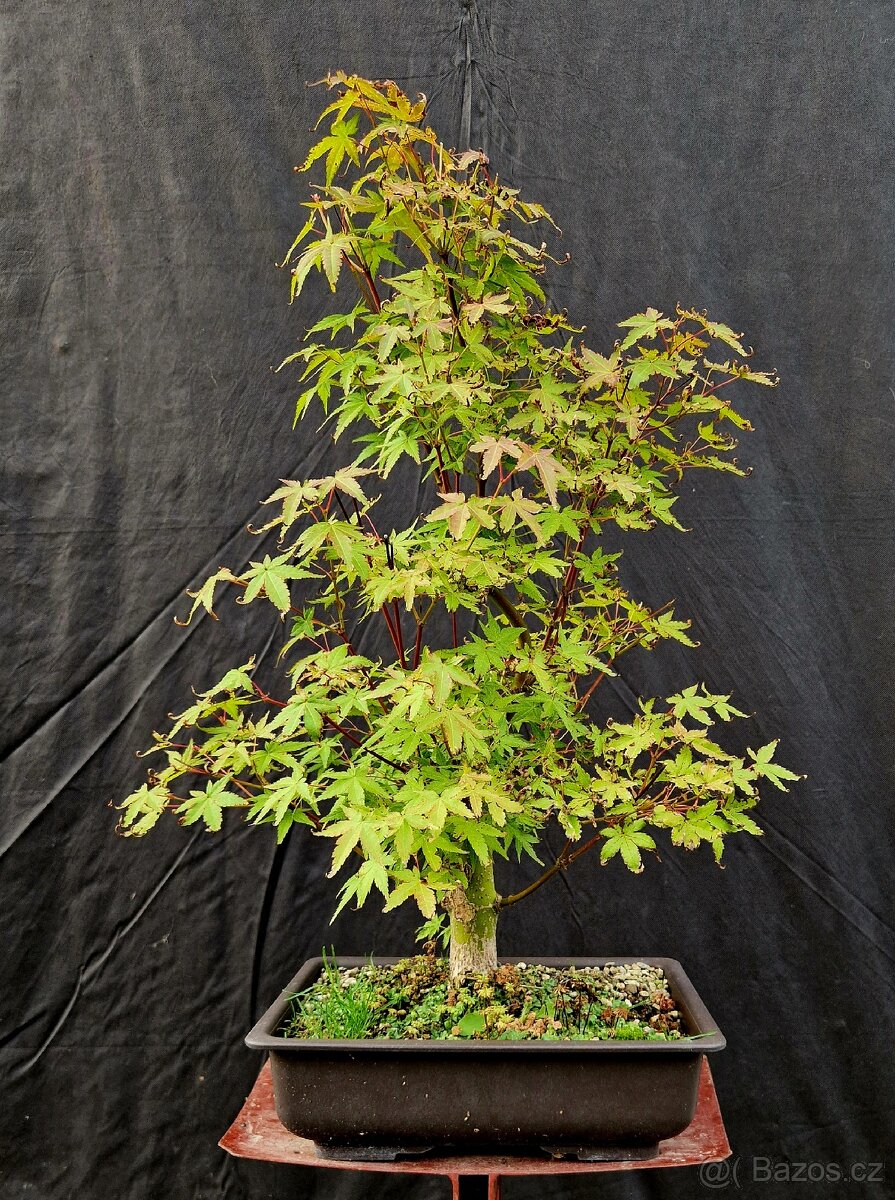 Bonsaj, Bonsai - Acer Palmatum 2