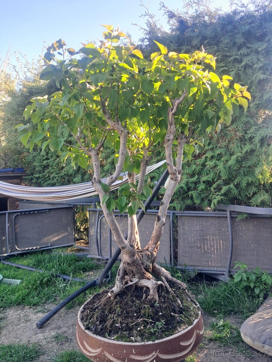 Bonsaj bonsai Japonský Šeřík