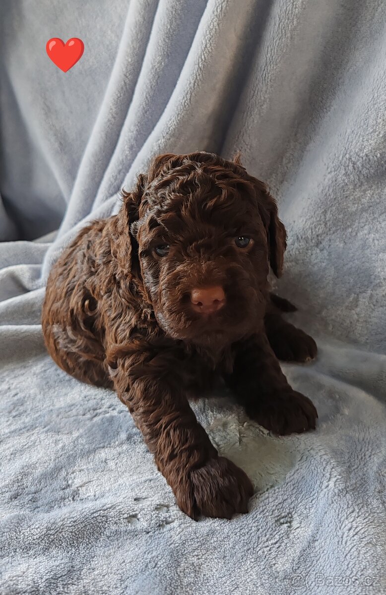 Lagotto romagnolo s PP - italský vodní pes