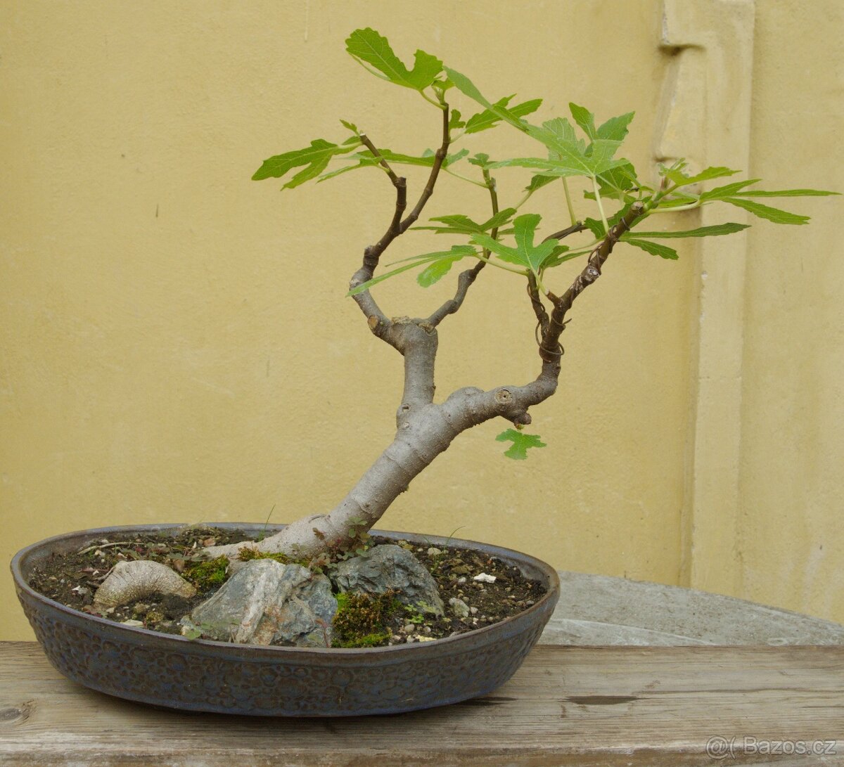 Ficus carica -fíkovník -30 let