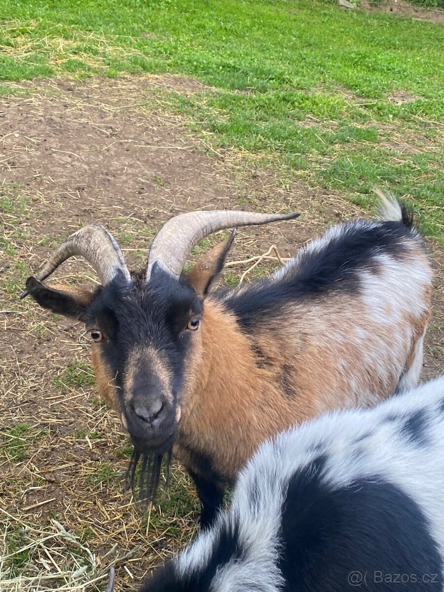 Kamerunská/holandská koza