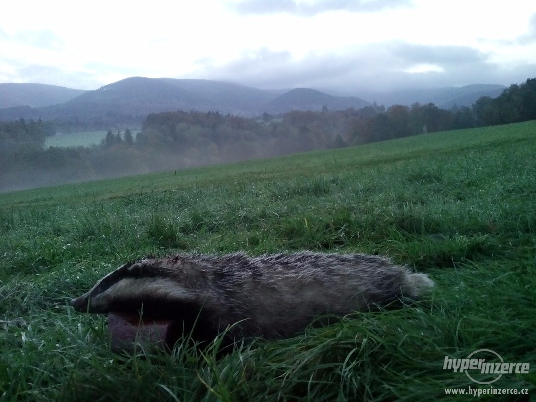 Prodám jezevčí sádlo