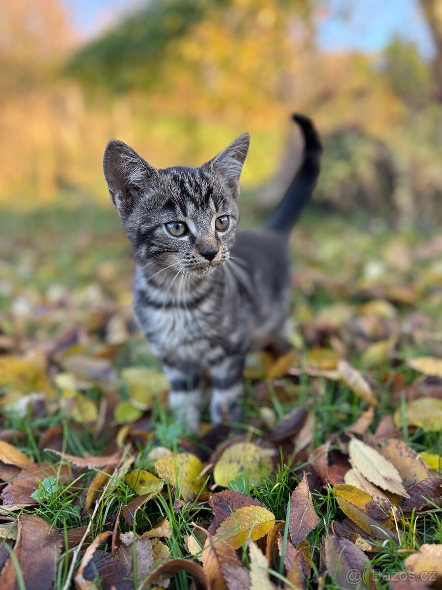 Darujeme roztomilá koťátka