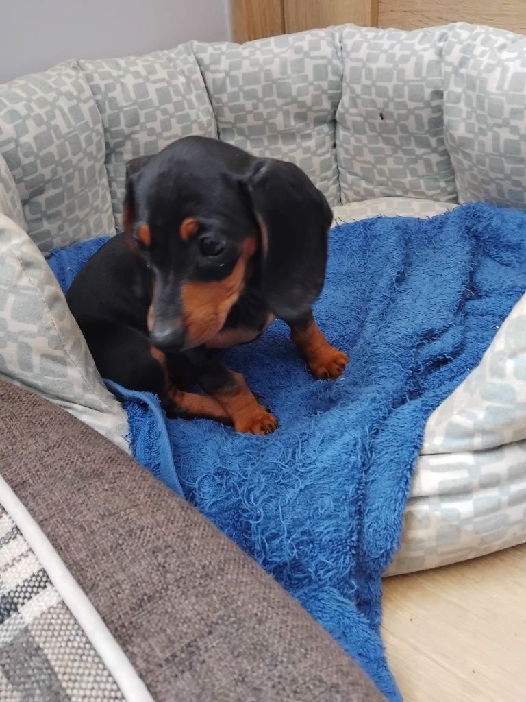 Jezevčík hladkosrstý trpasličí bez PP