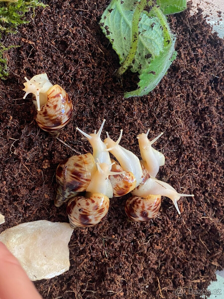 Africký šnek lissachatina reticulata