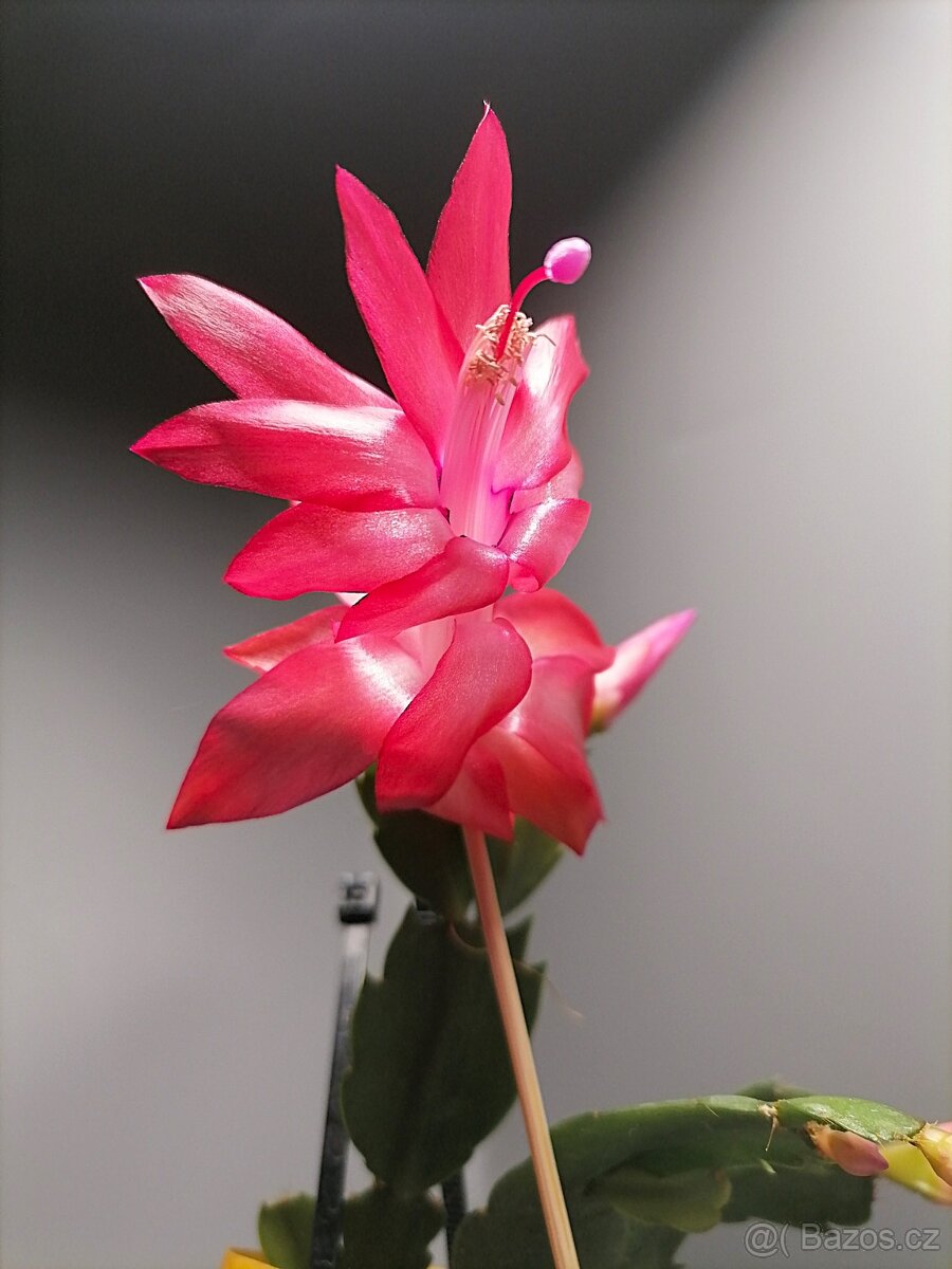 Schlumbergera - Vánoční kaktus: Červený NOID (řízek)