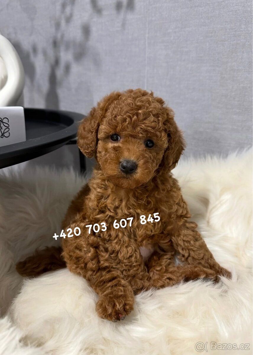 Chlapeček toy pudl | TOY POODLE red brown boy Gregy