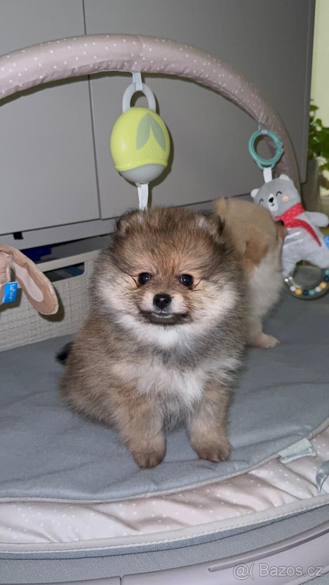 Pomeranian