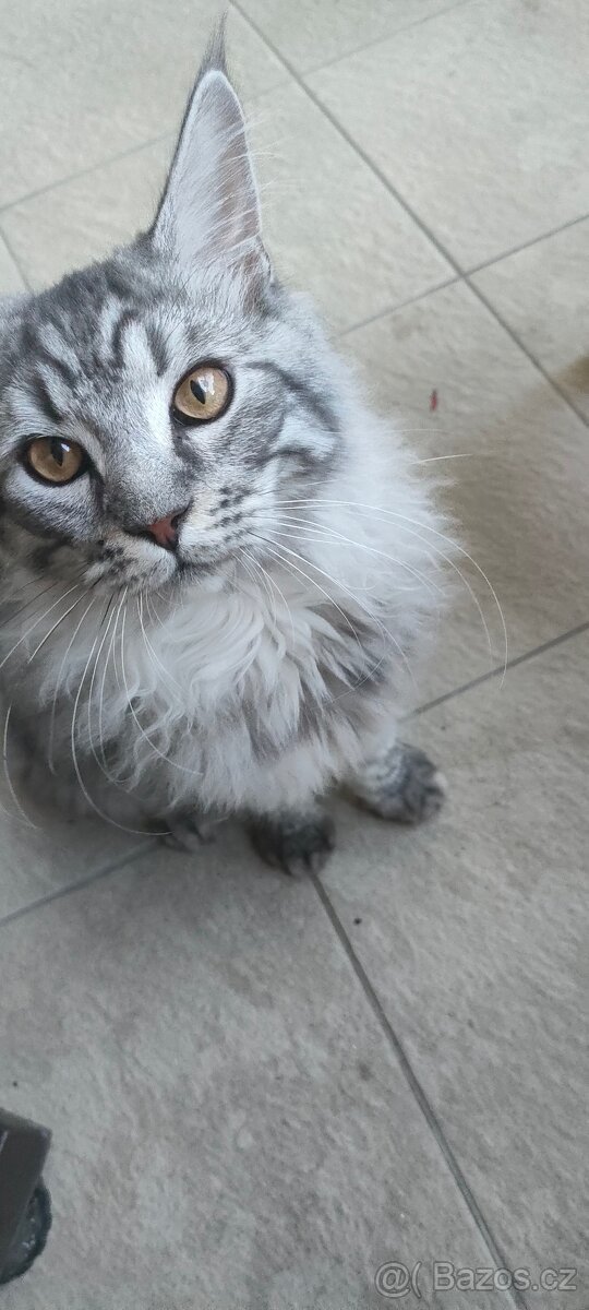 Mainsky Mývalí