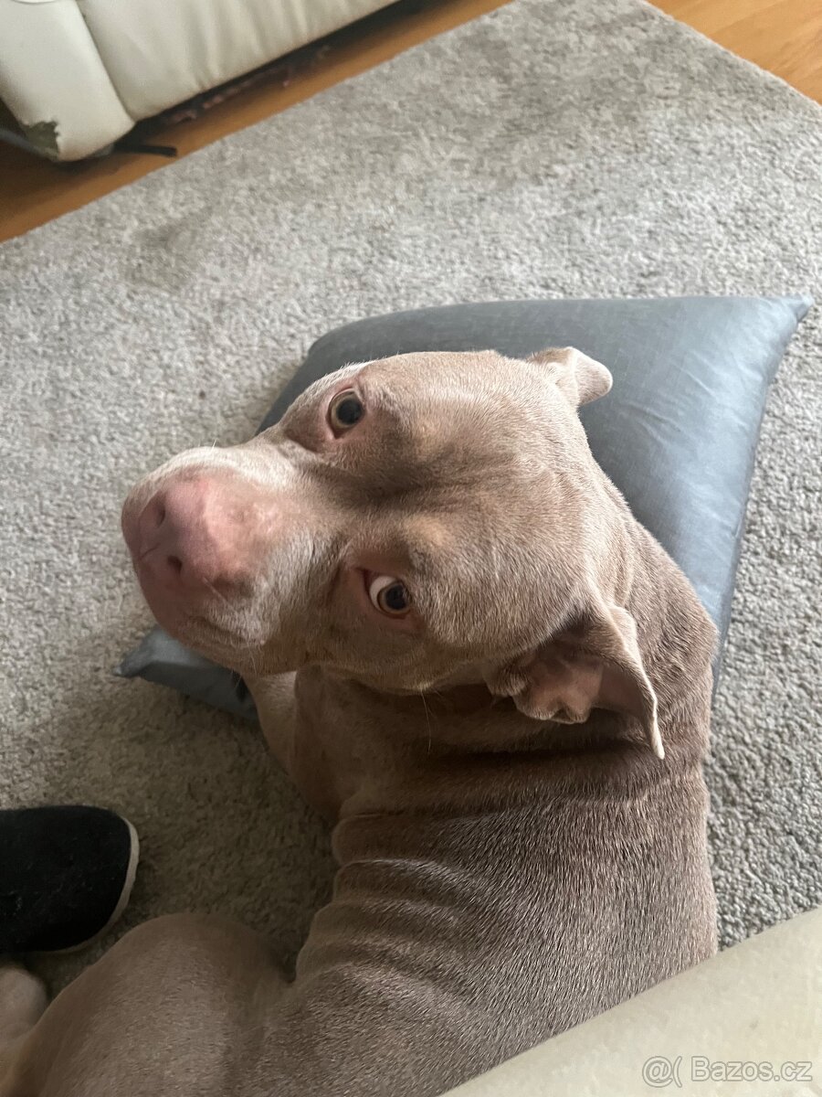 American Bully hleda zahradku