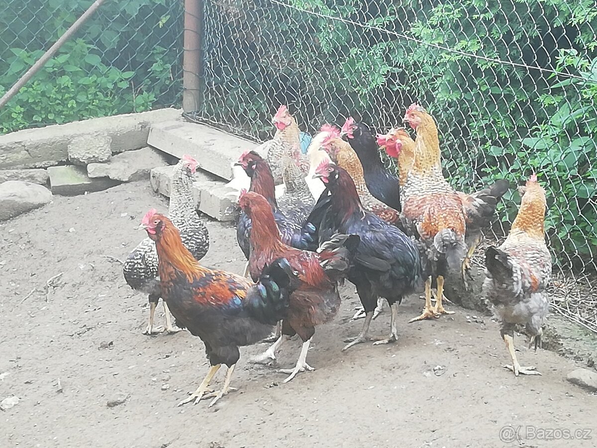 Kohout