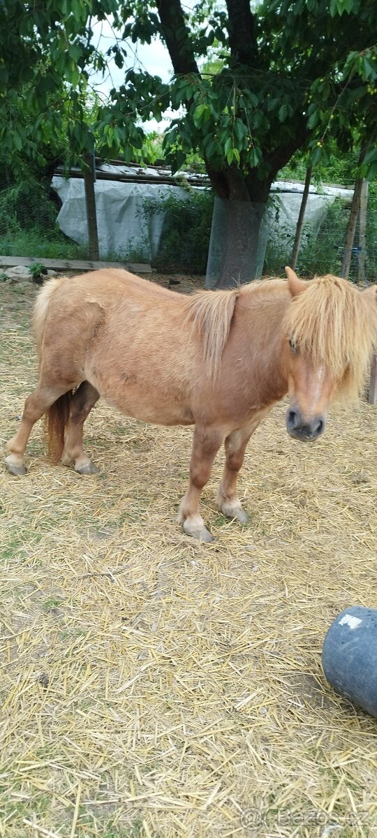 Shetland pony kobylka 8 let stará