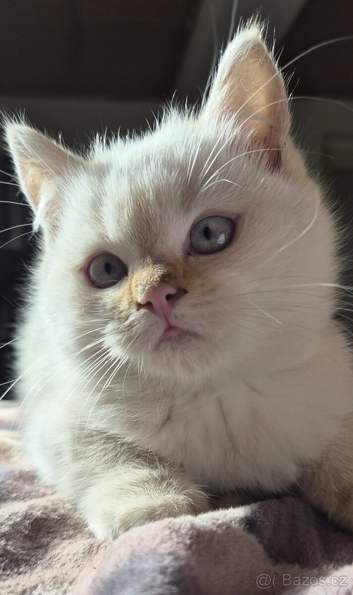 britská koťata bez PP