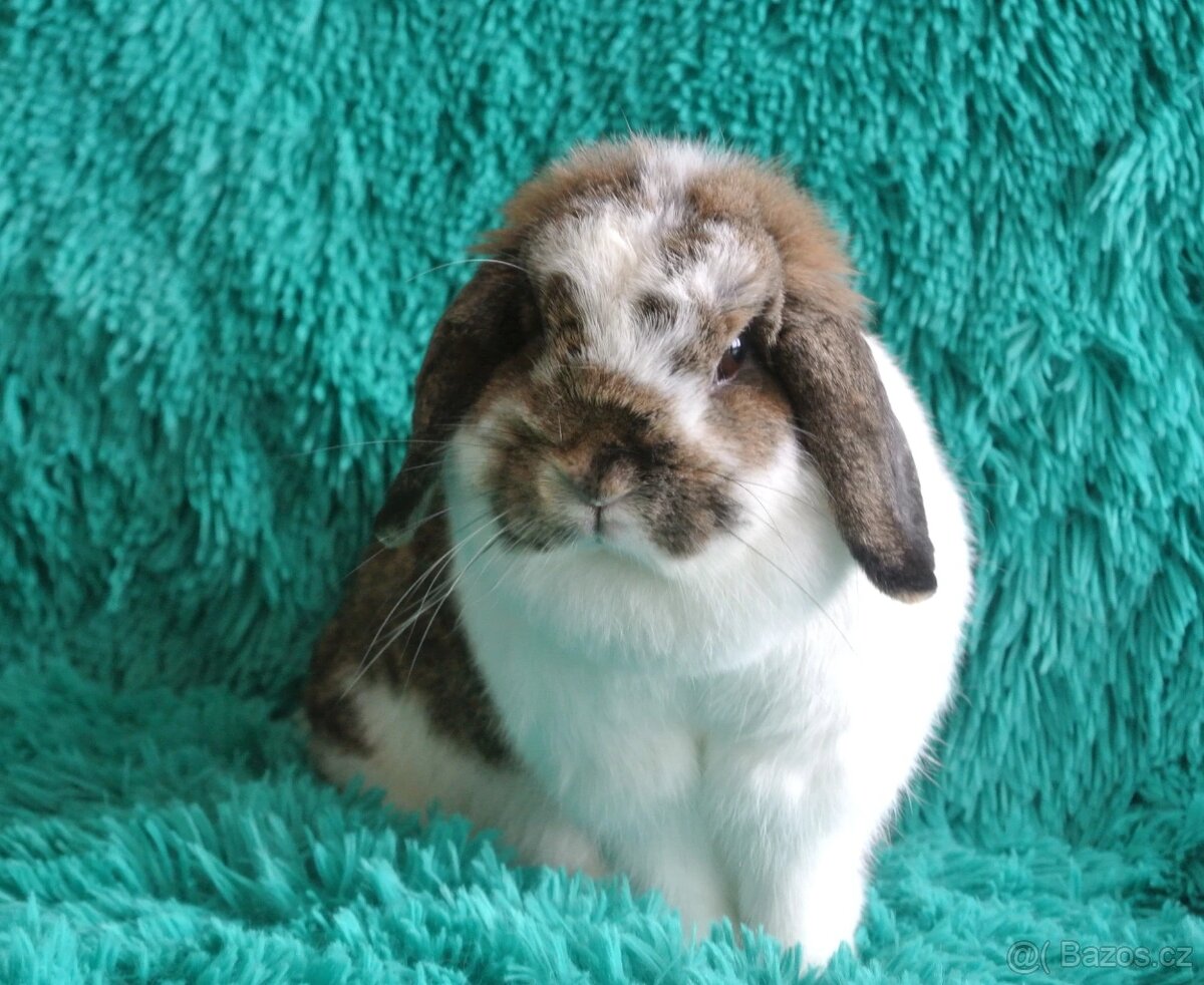 minilop - samička - inzerát platný do smazání