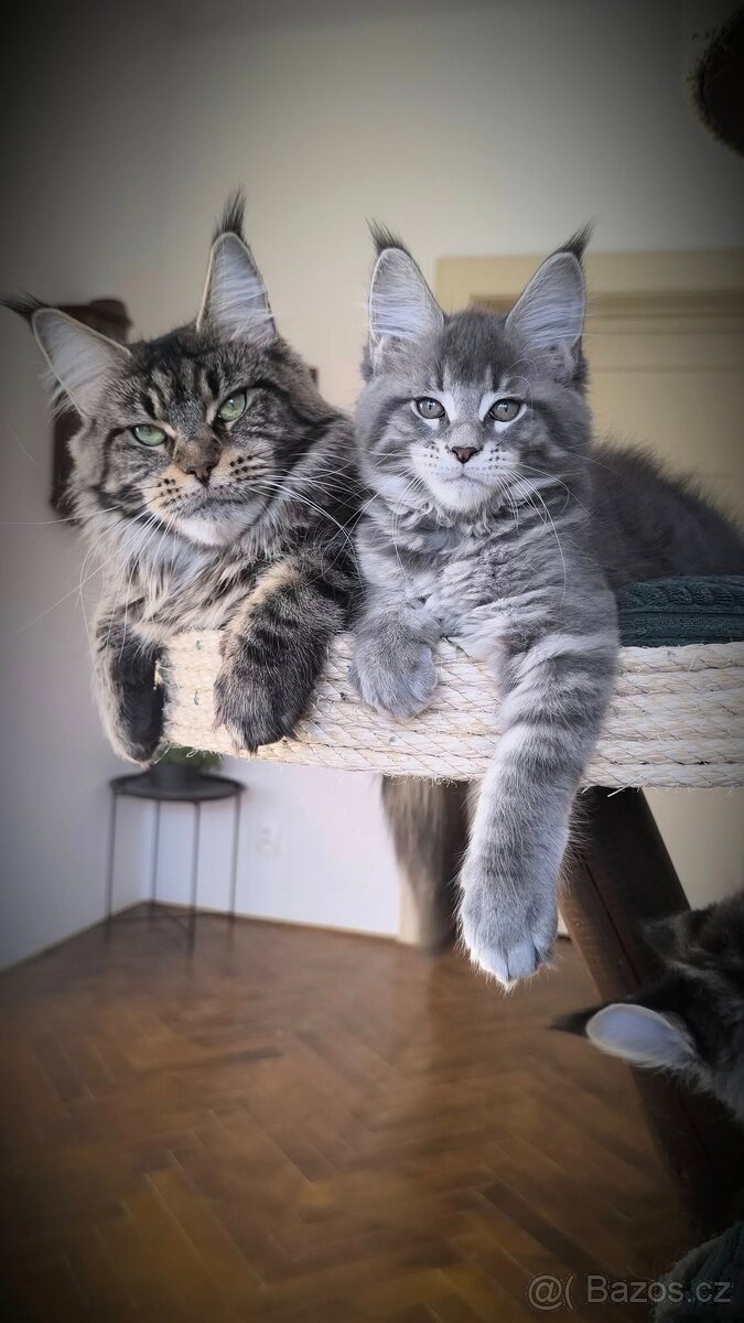 Mainský mývalí kocourek s PP