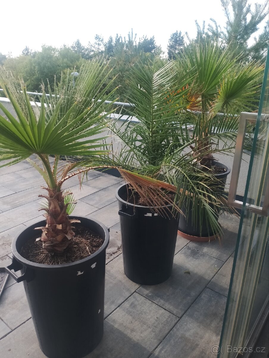 Sazenice palem