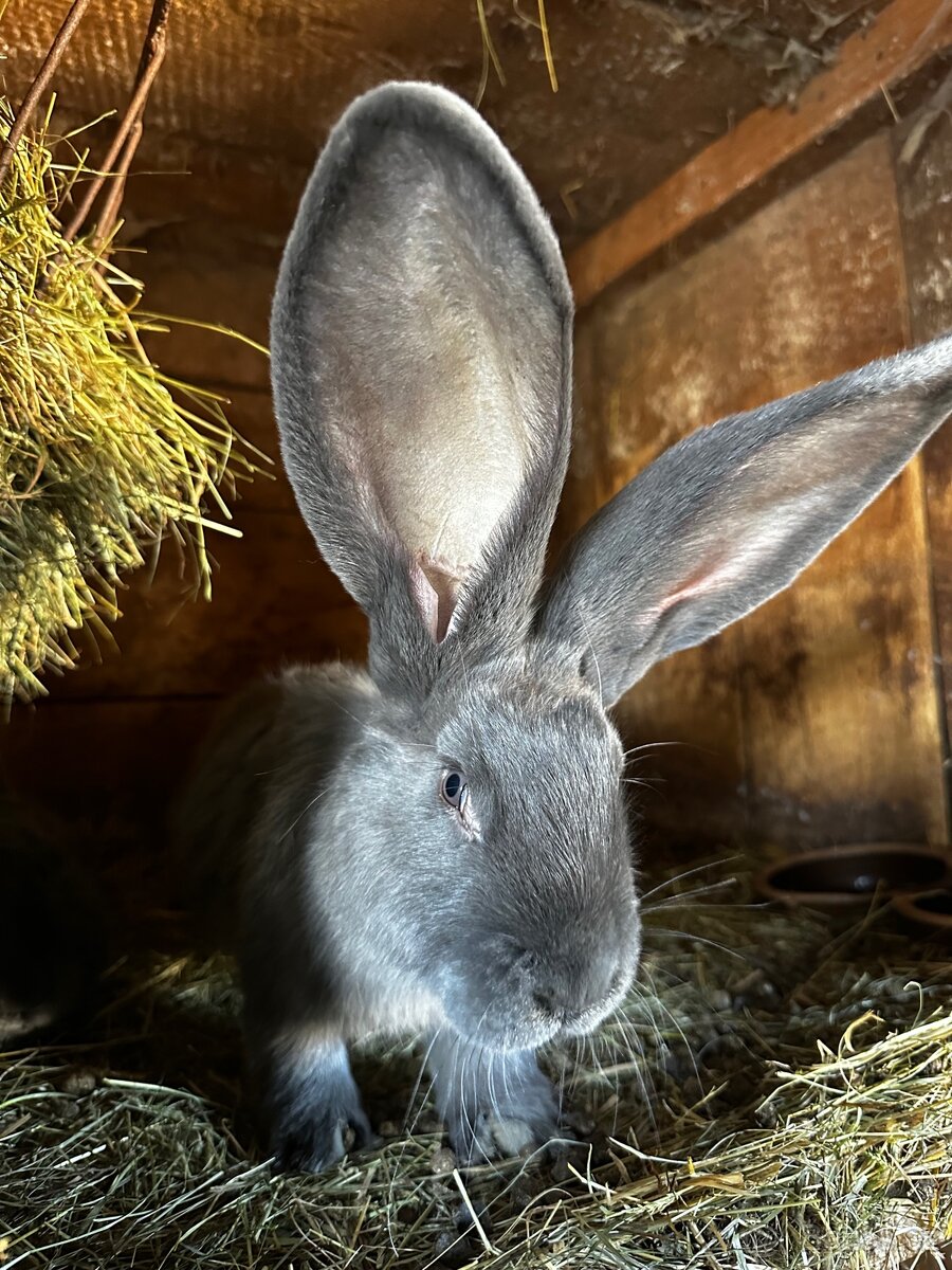 Belgický obr modrý