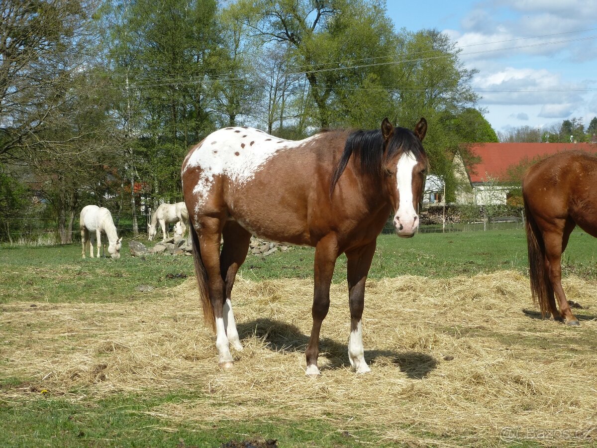 Valach 3 roky appa x aqh 7 panel N/N PRODANÝ