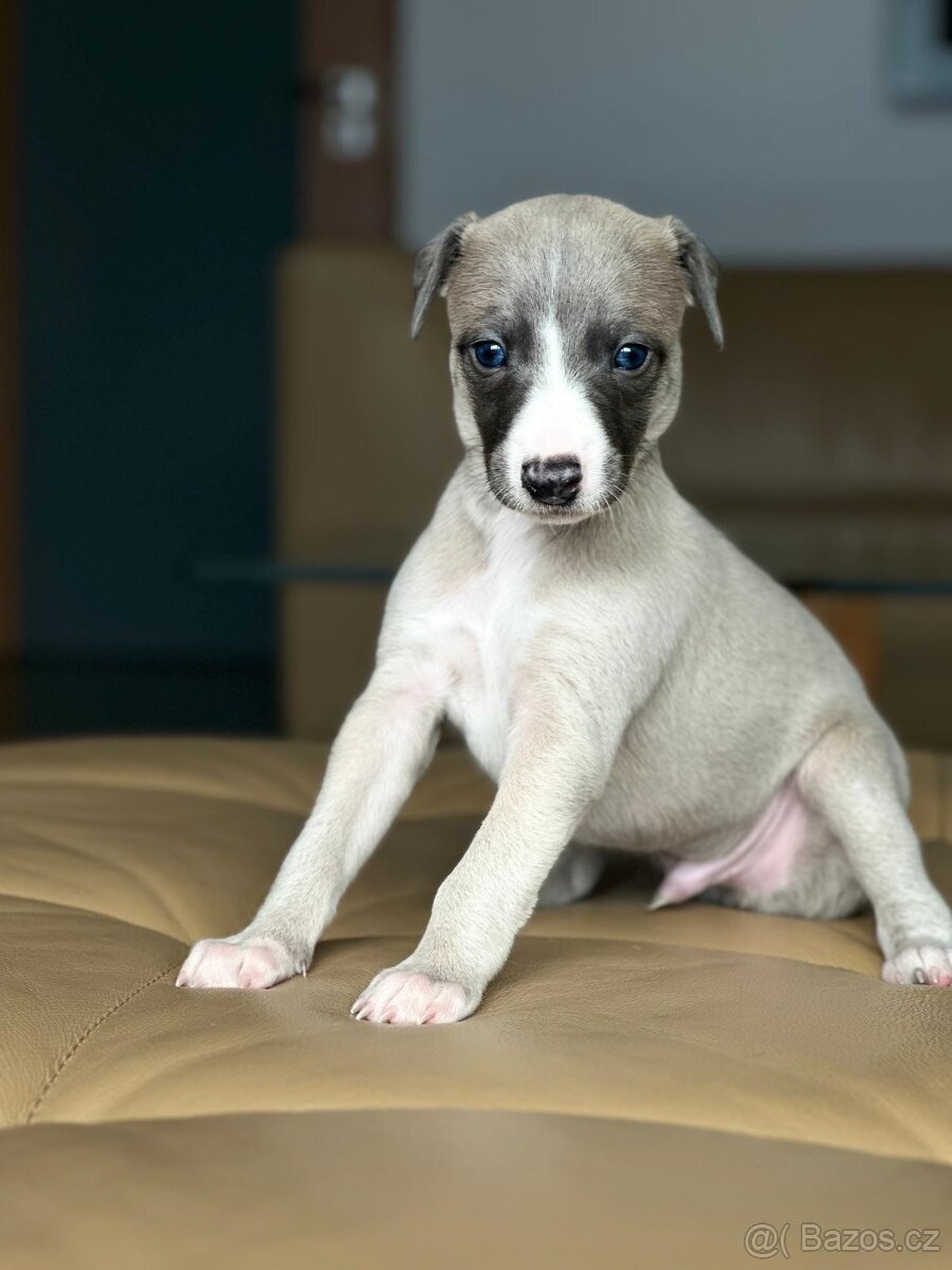 vipet/whippet štěňátka
