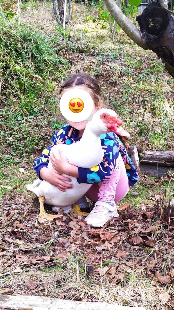 Kačer do chovu nebo na mazlíka