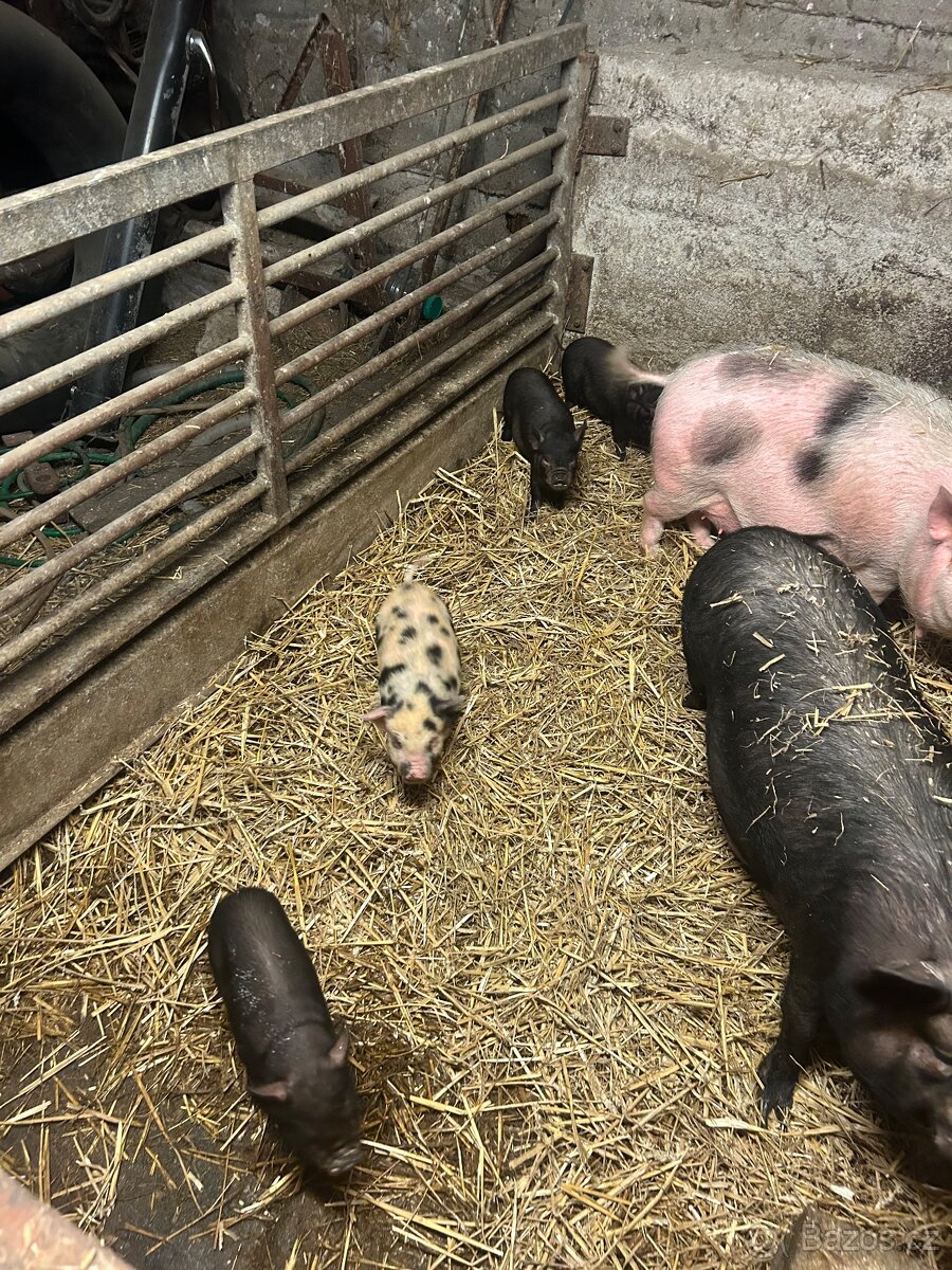 Kuně kune