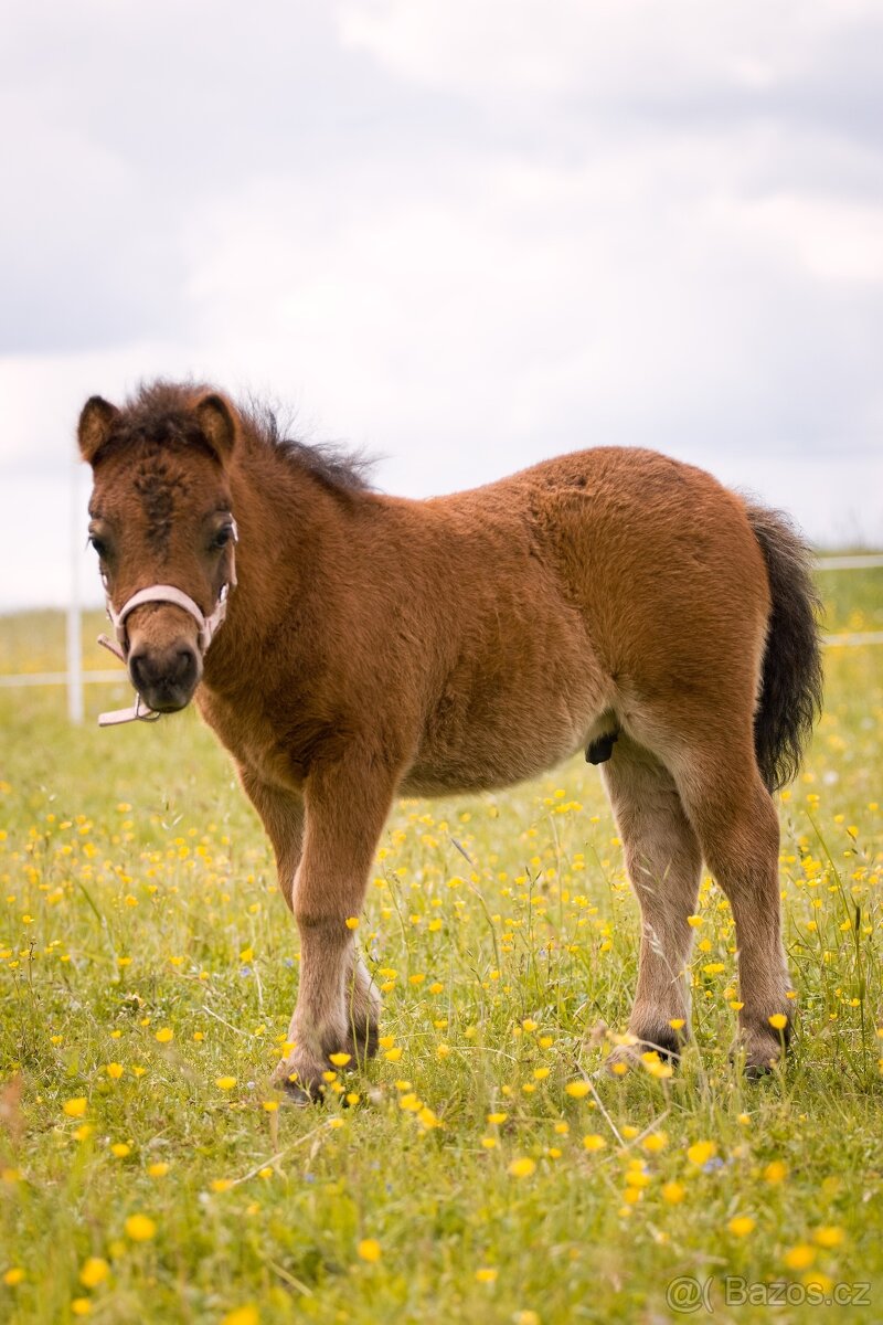 Shetland pony hřebeček