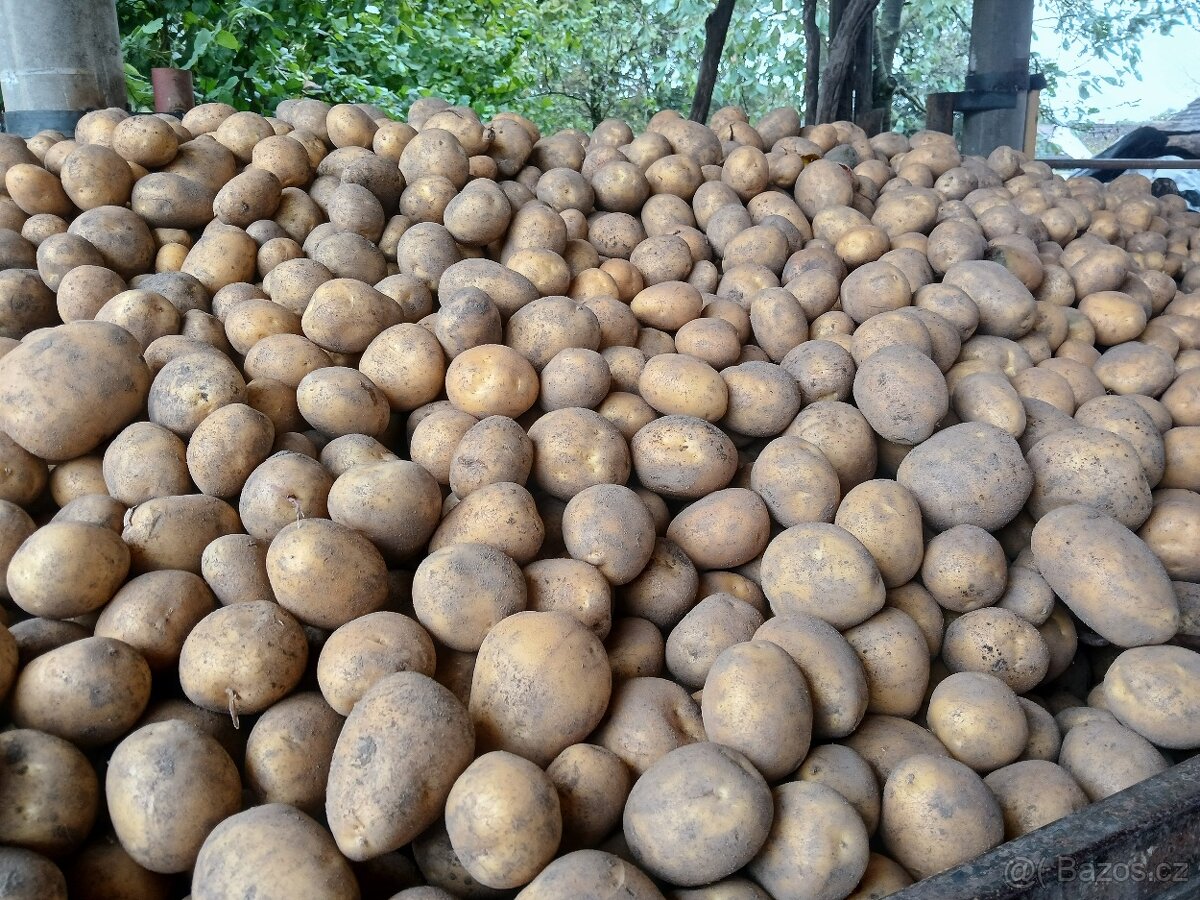 Prodám brambory