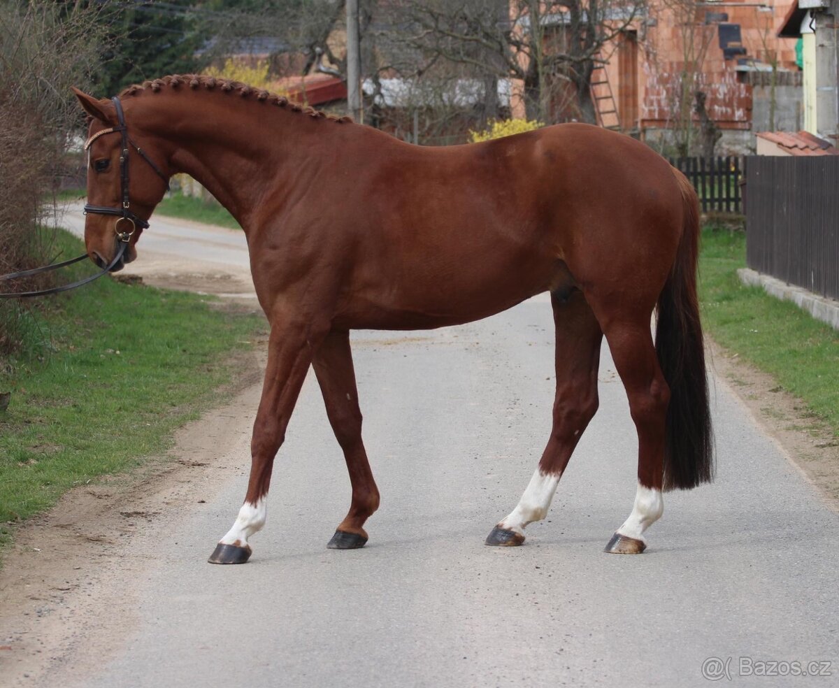 Osmiletý po Cento Lano