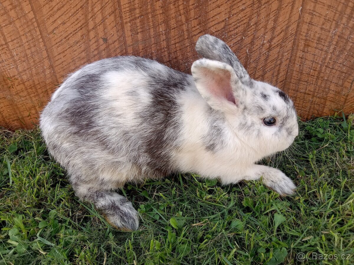 Králík čistokrevný Rhönský samec