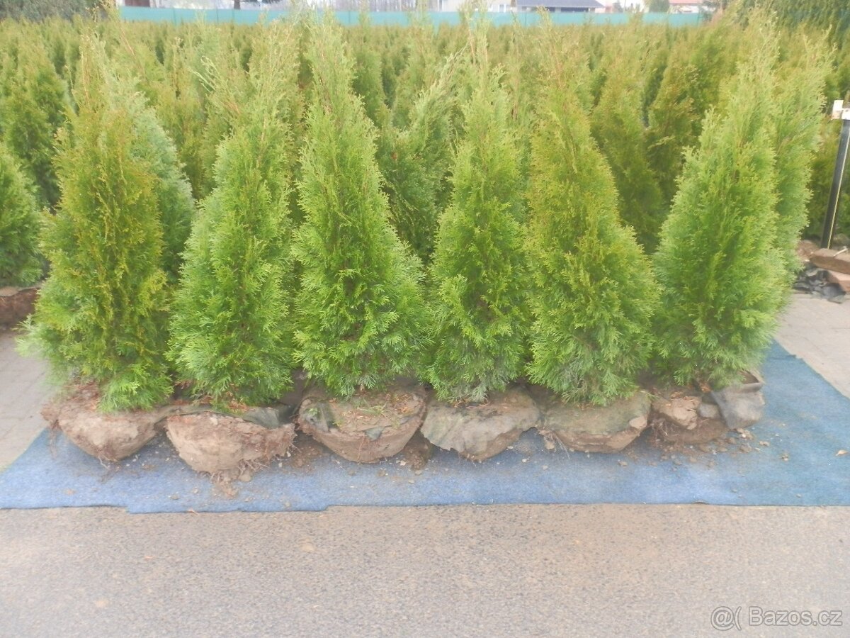 Thuje/Túje ROZVOZ PO CELÉ ČR