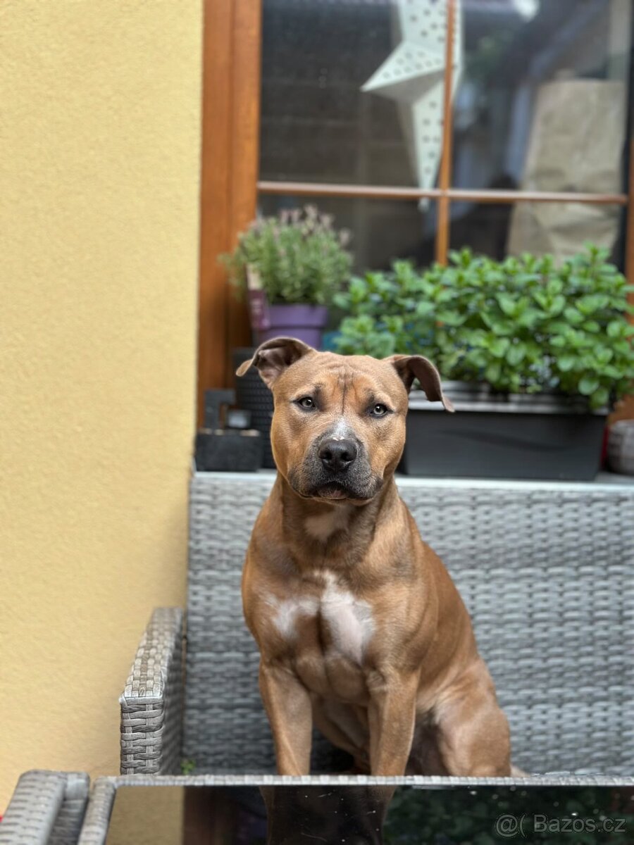 Americký stafordšírský Teriér