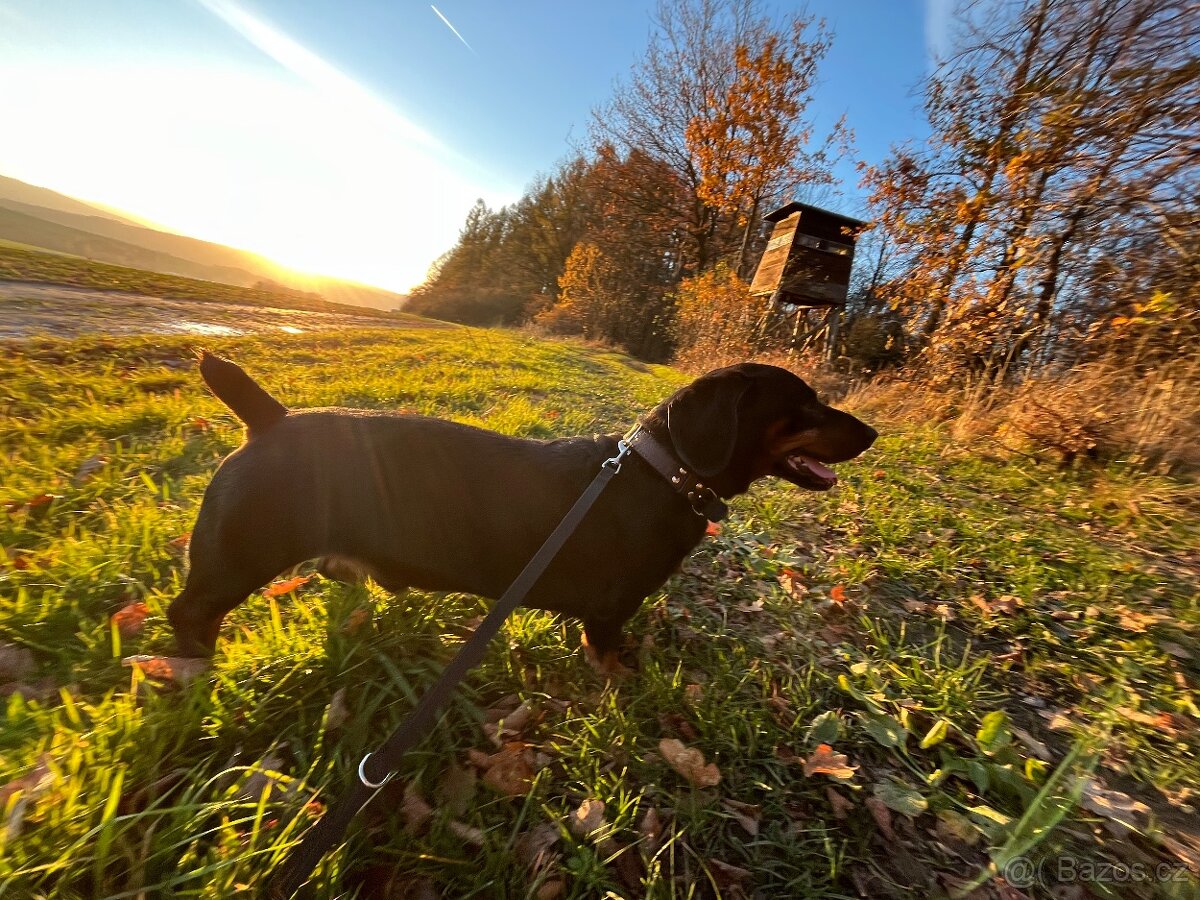 NABÍZÍM KE KRYTÍ - Alpský jezevčíkovitý brakýř