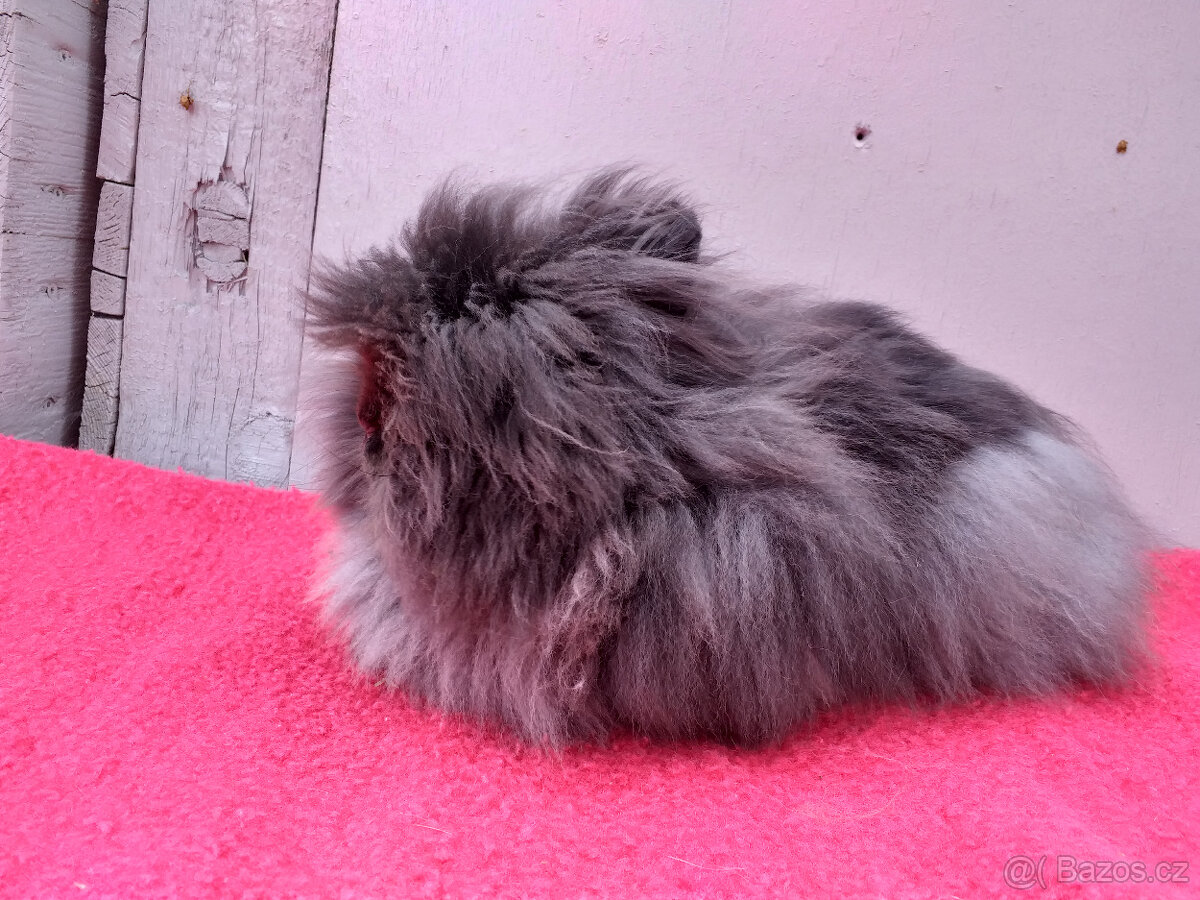 zakrslí králíčci  Teddy s PP- dospělí