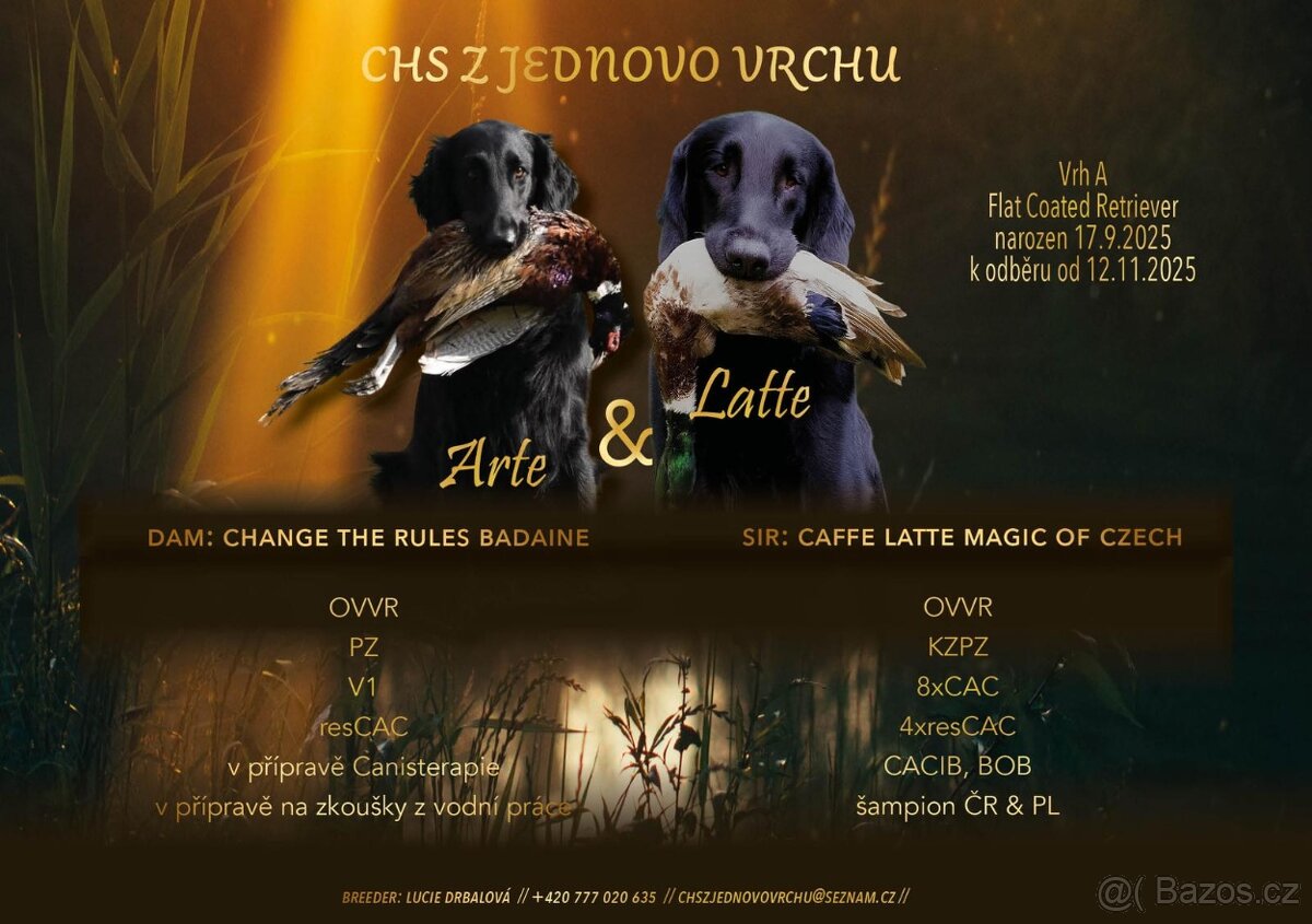 Štěňata Flat Coated Retriever s PP