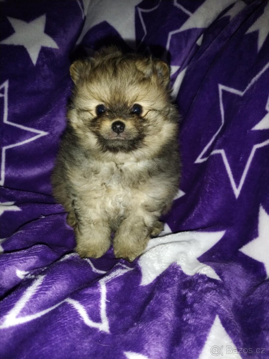 Pomeranian- německý špic