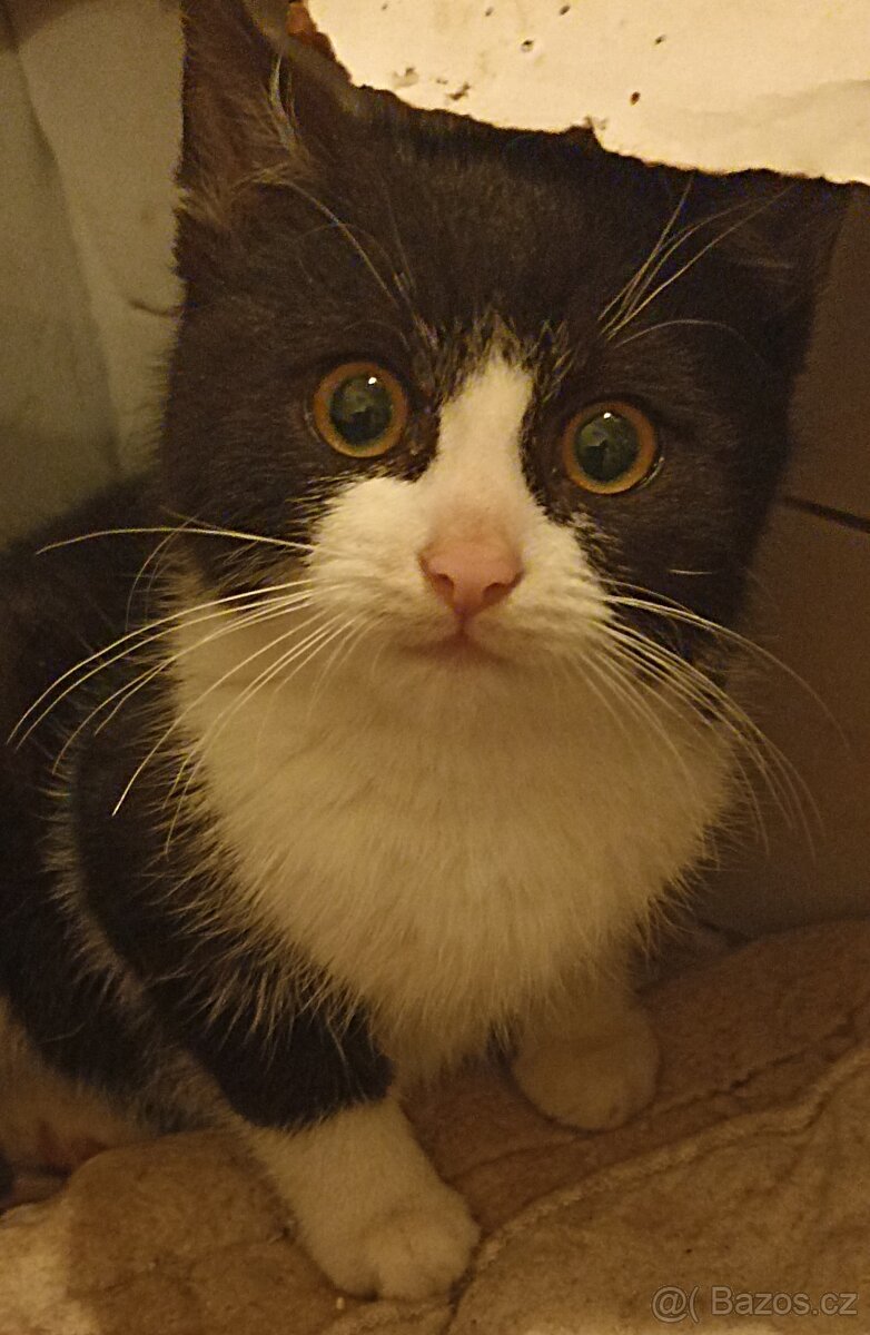 Prenechám krásného kocourka