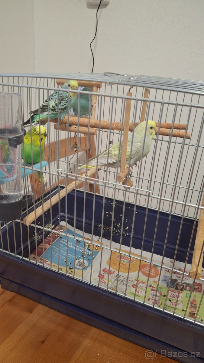 Andulky 3x s klecí