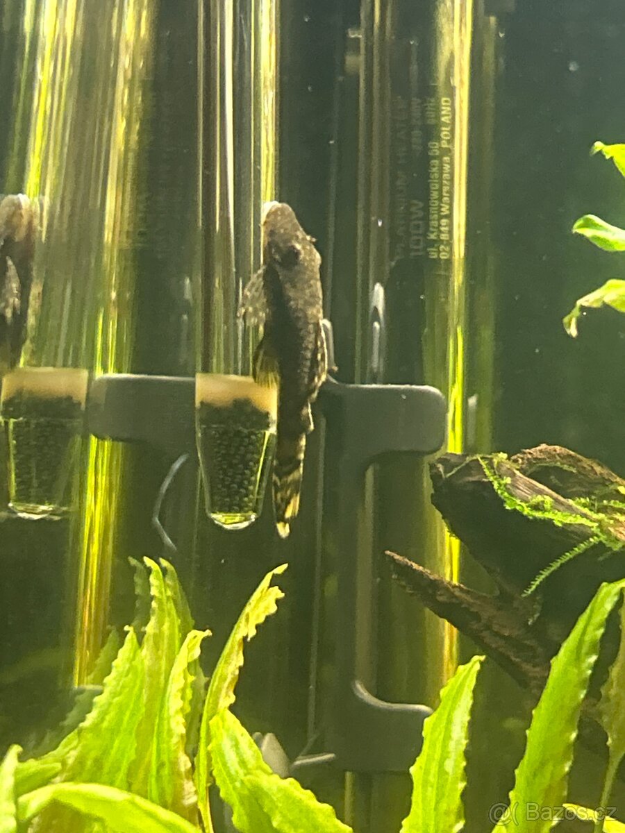 Daruji 2x prisavníka