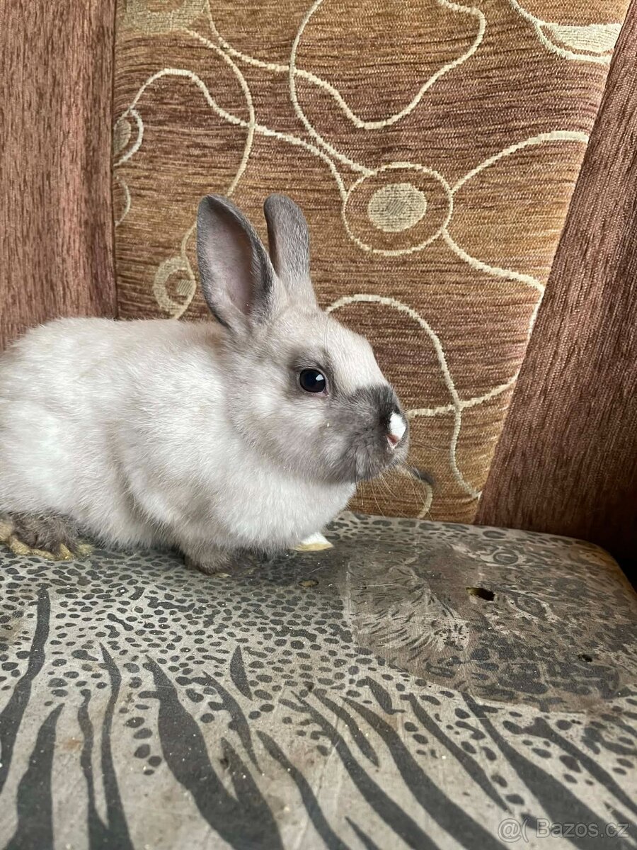 Zakrslý králík