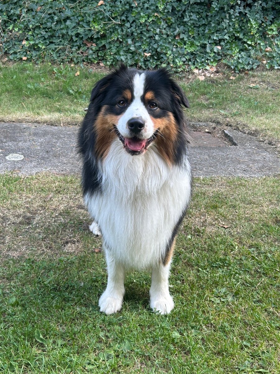 Australsky ovcak - KRYTI